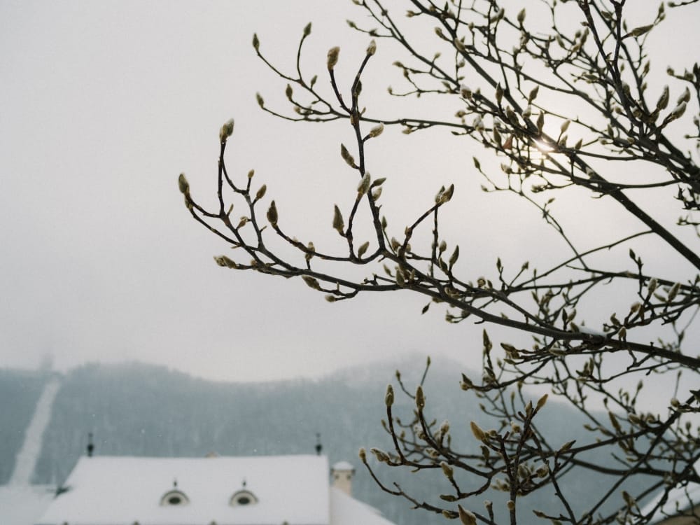 Detaliu cu Magnolii neinflorite din centrul Orasului Brasov - Februarie 2026, foto de Alexandra SG